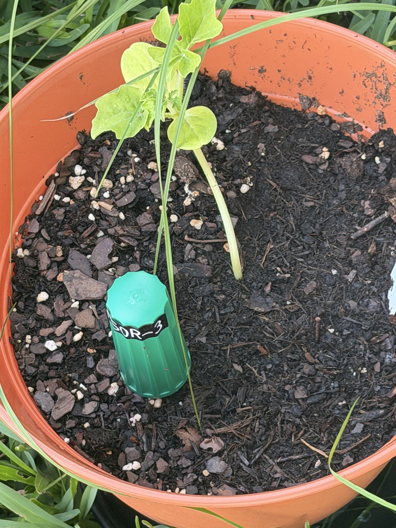 Watermelon