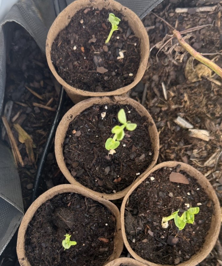 Peas
