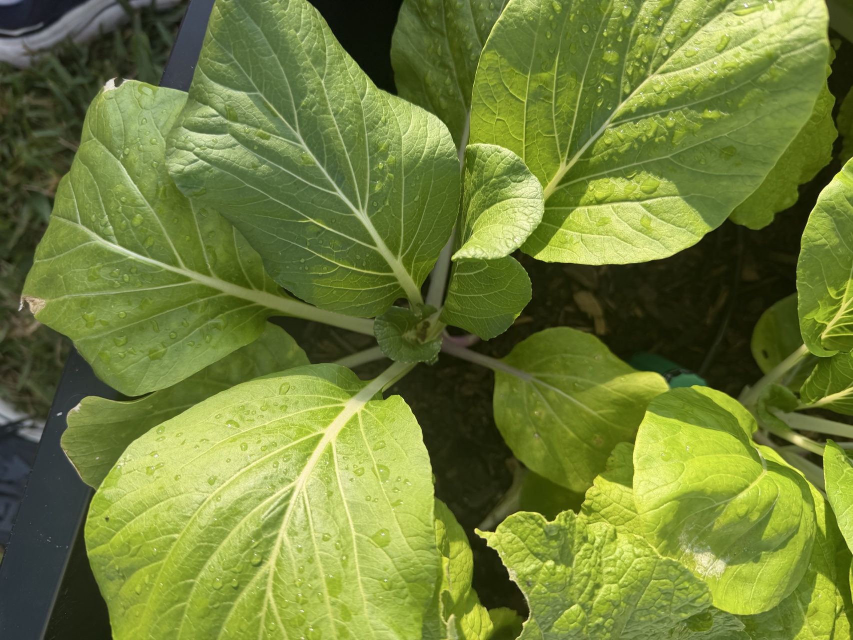 Bok Choy