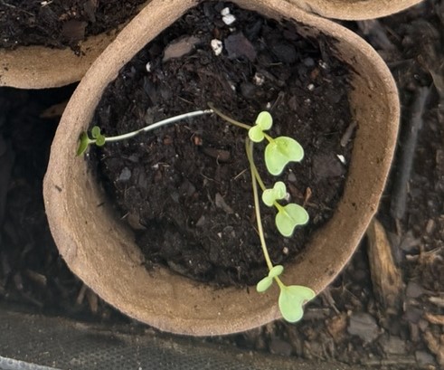 Broccoli
