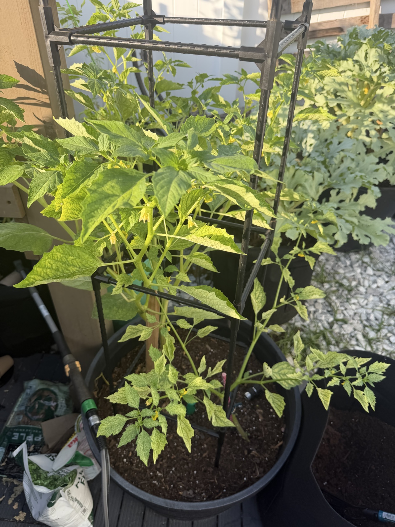 Tomatoes