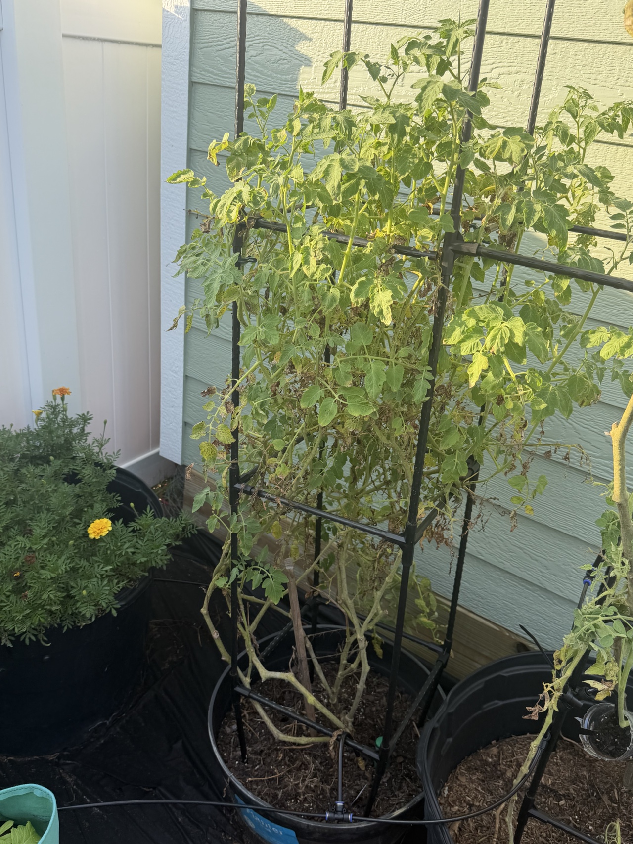 Tomatoes