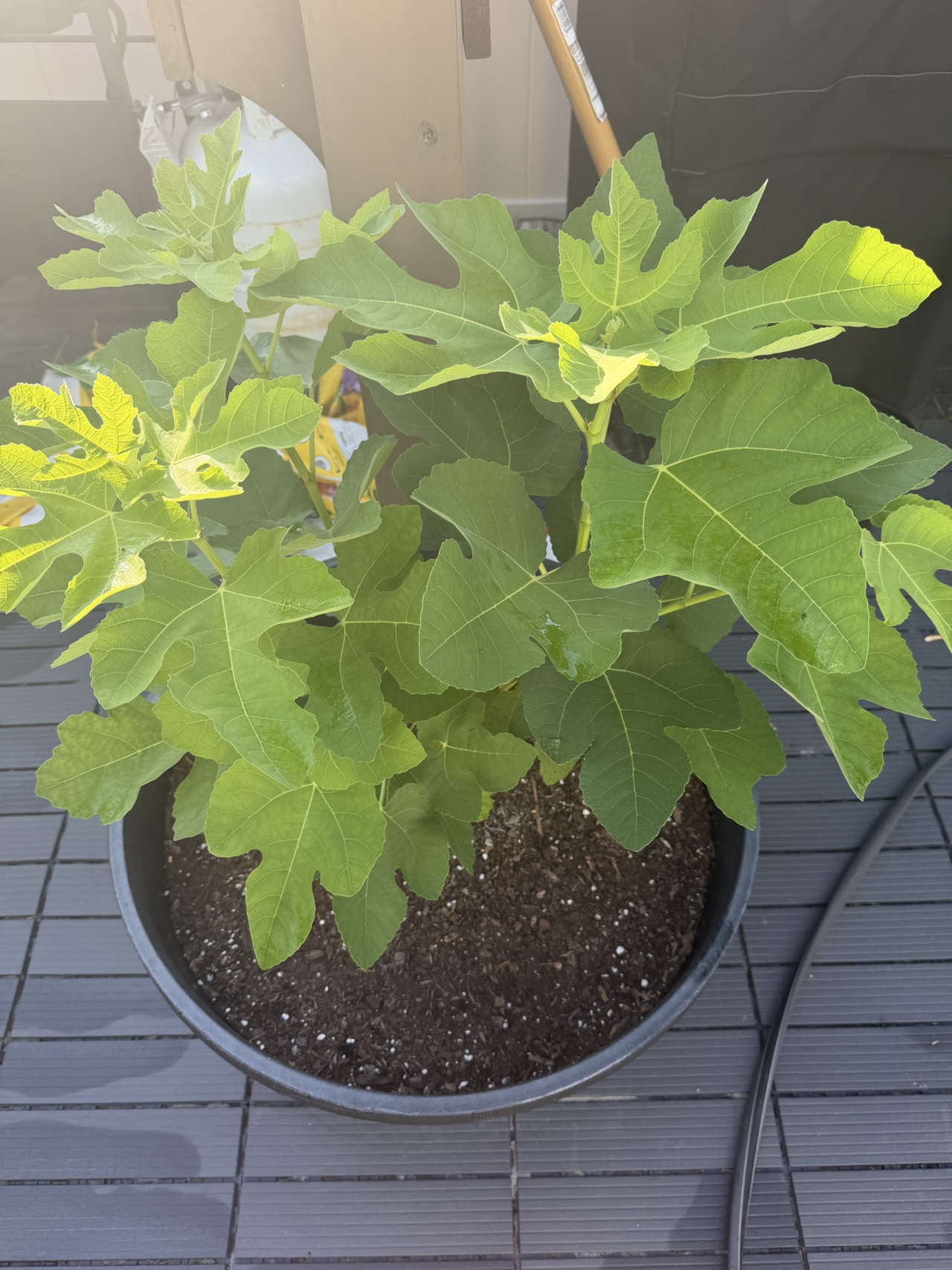 Fig Tree