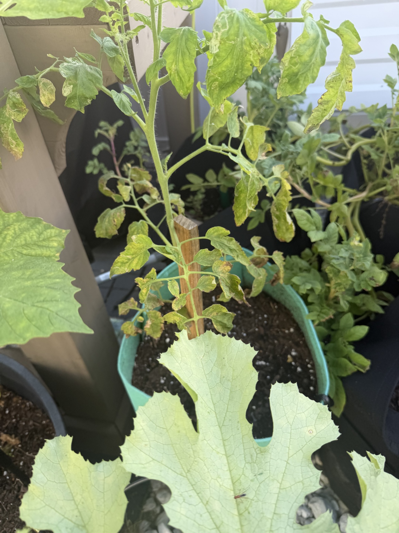 Tomatoes