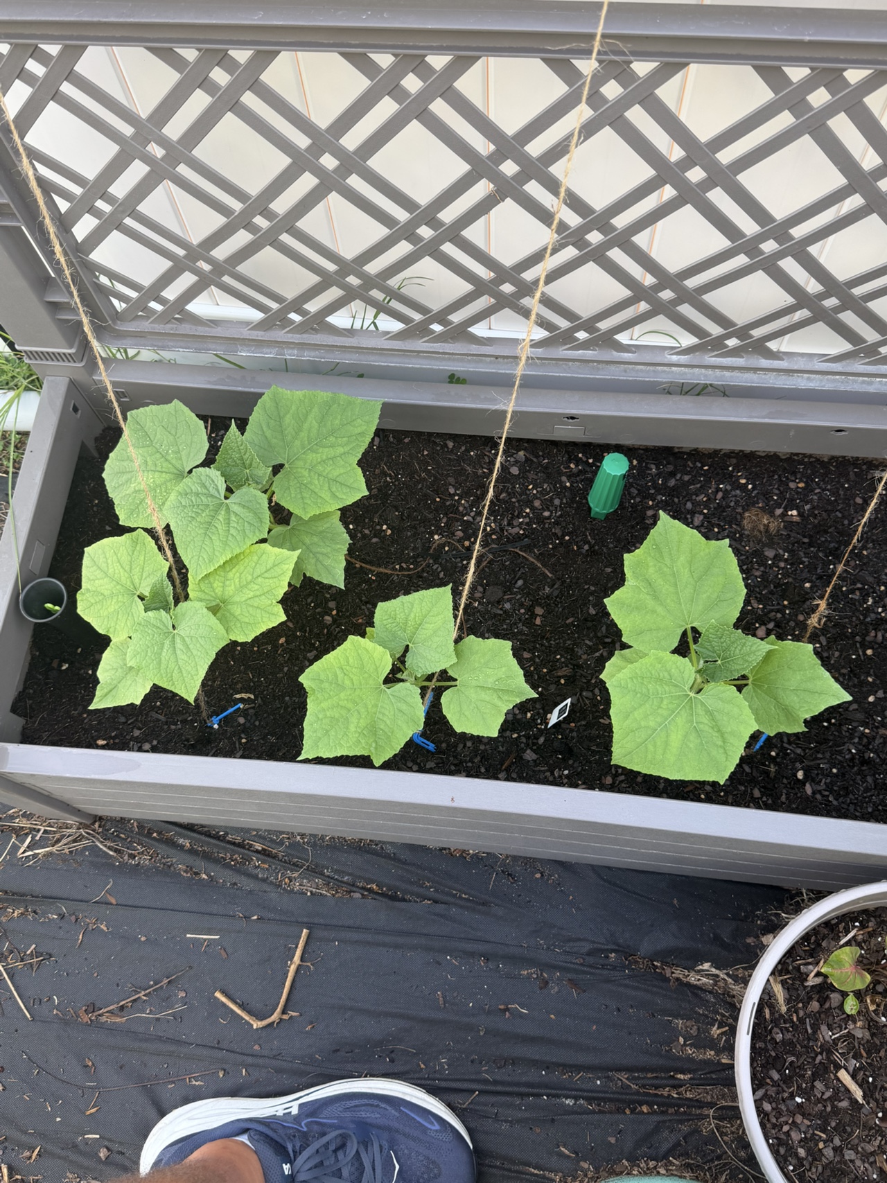 Cucumbers