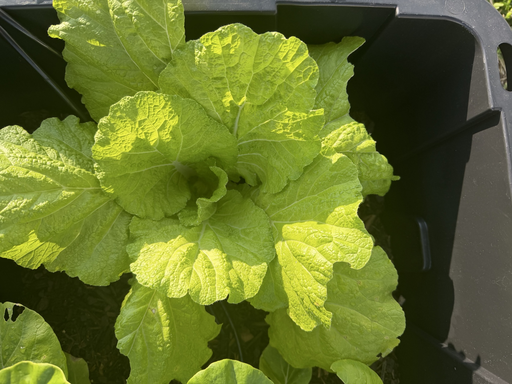 Cabbage
